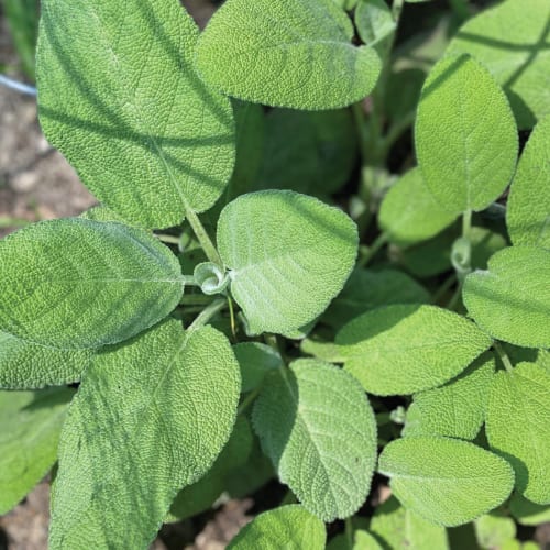 Fresh Sage