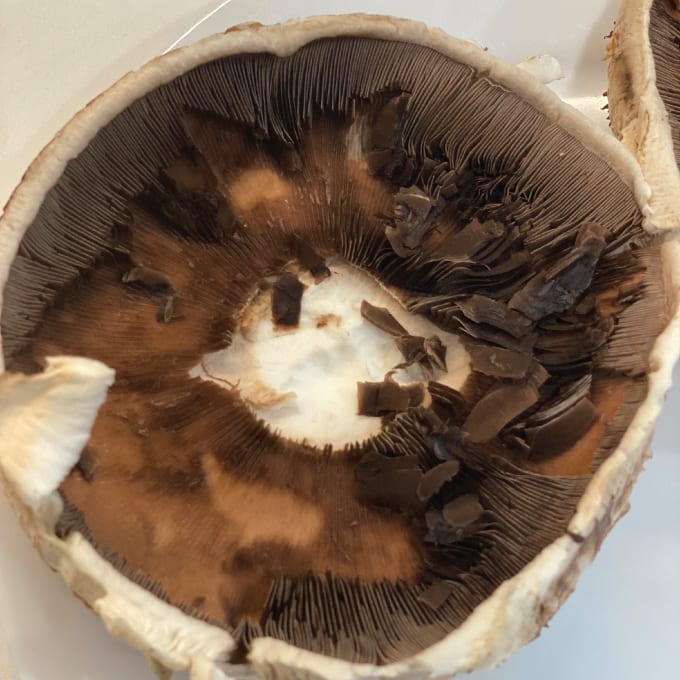 Portobello Mushroom